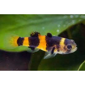 Goby Bumble bee - hiasan aquascape ( AKARA )
