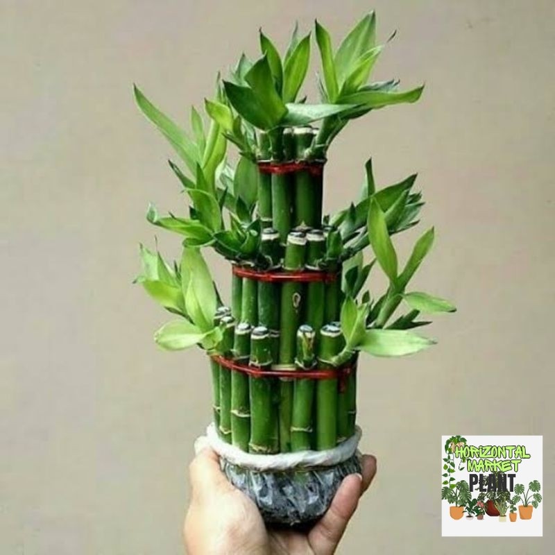 Bambu Hoki 3 Tingkat / Bambu Cina / Bambu China ( Tanpa Media Tanpa Media Air )