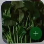 kangkung lombok PROMO