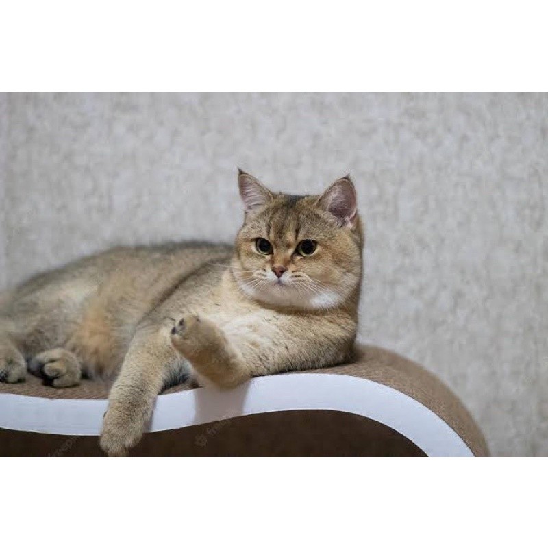 kitten british shorthair golden