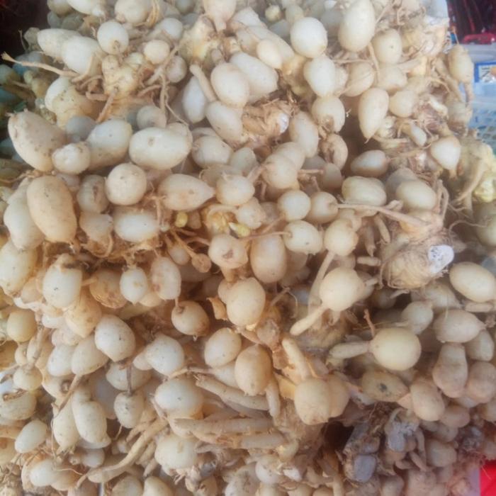 kunyit putih segar 1 kg/ kunyit keraton - 1 kg