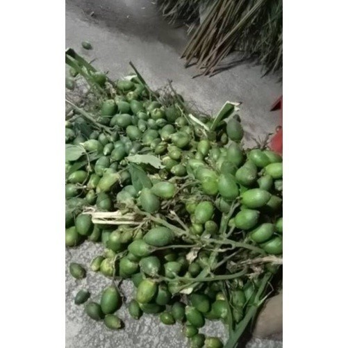 PINANG MUDA SEGAR 1 KG /BUAH PINANG /JAMBE MUDA /PINANG MUDA