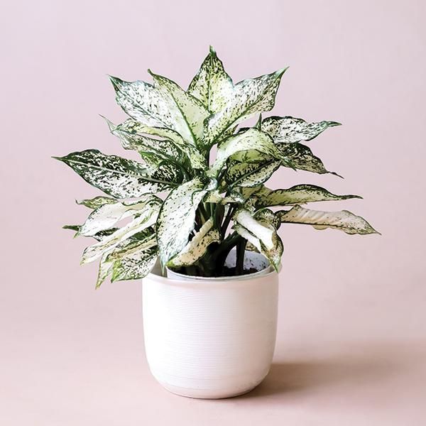 Aglonema Snow White - Tanaman Bibit Aglonema Snow White - Tanaman Hias Aglonema Snow White