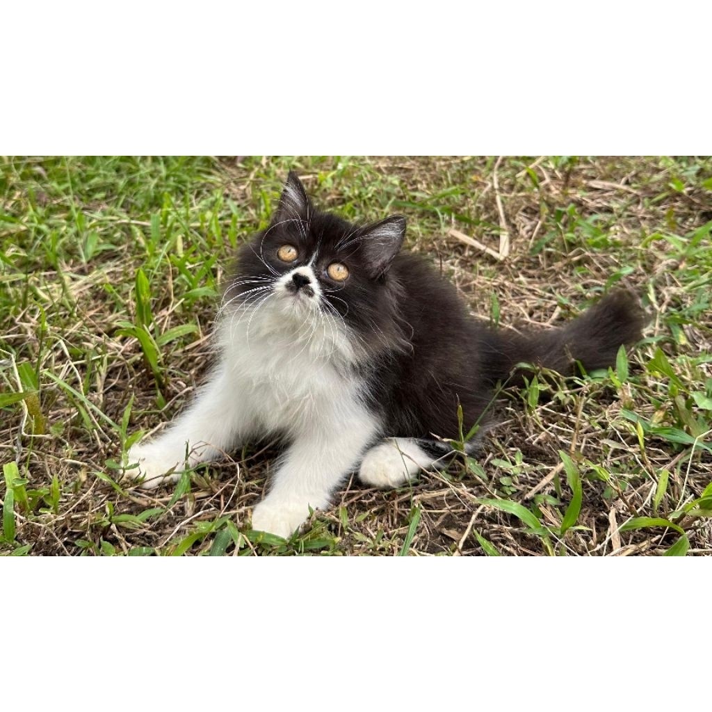 KUCING PERSIA MEDIUM BETINA 3 BULAN HITAM PUTIH