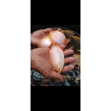 Gurame Padang Albino dan Merah ISI 3 PCS