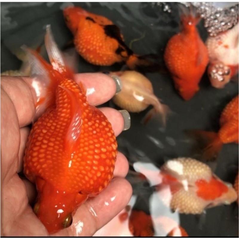 Ikan Mas koki Mutiara size M
