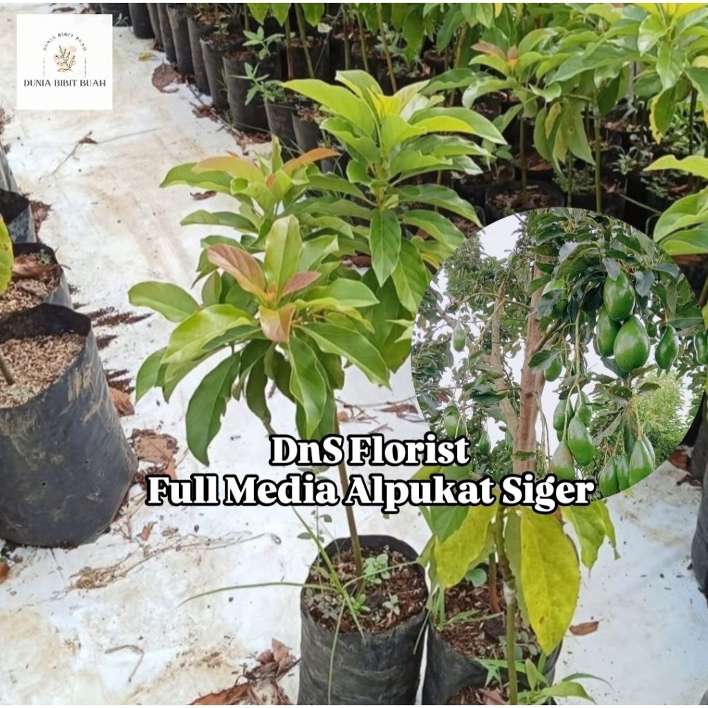 Full Media Bibit Alpukat Siger Sibatu Asli Cepat Berbuah