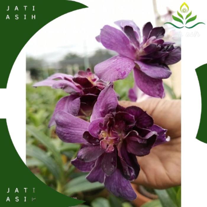 ANGGREK DENDROBIUM MAWAR BIRU-sudah Knop/Spike-DENDROBIUM-ANGGREK