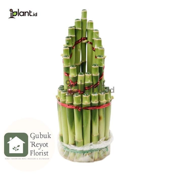 Tanaman bambu hoki susun media air | Bambu hoki susun | Hiasan meja