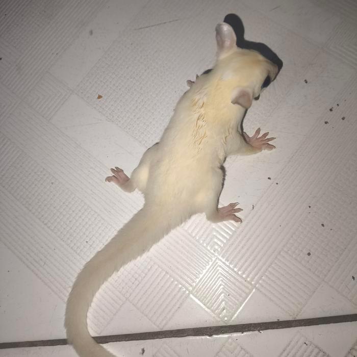 Ready sugar glider leucistic jantan & betina