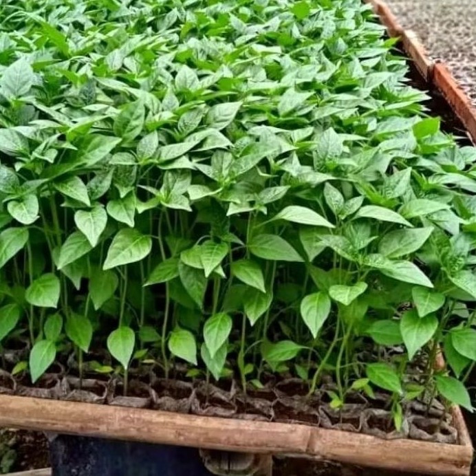 Bibit Cabe Merah Keriting Siap Tanam