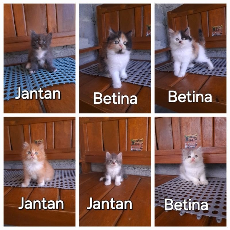Kucing kitten persia gemoy bulu kapas
