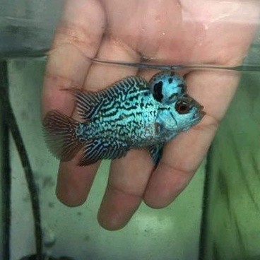 beli3bonus1 Burayak 2-5 cm  ikan louhan F3 Full Muti srd