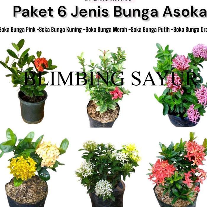 Paket 6 Tanaman Bunga Asoka - Bunga Asoka - Bunga Asoka Hawai - Bunga Soka Jepang - Bunga Soka Jambo