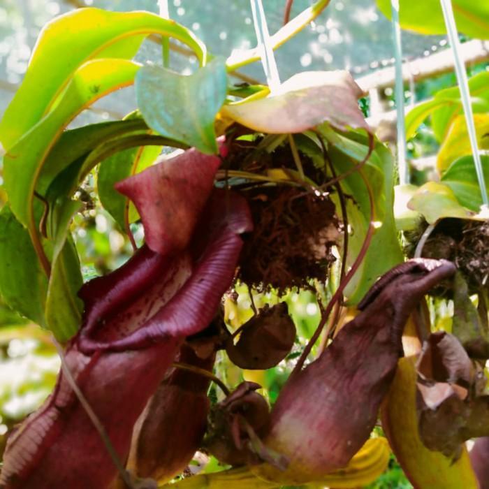 kantung Semar super jumbo/paling besarr