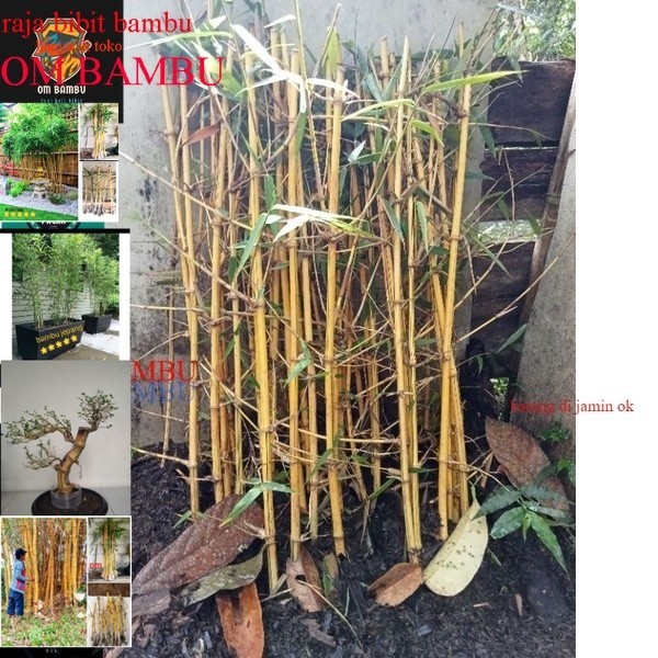 bibit Bambu kuning 1meter berbongol