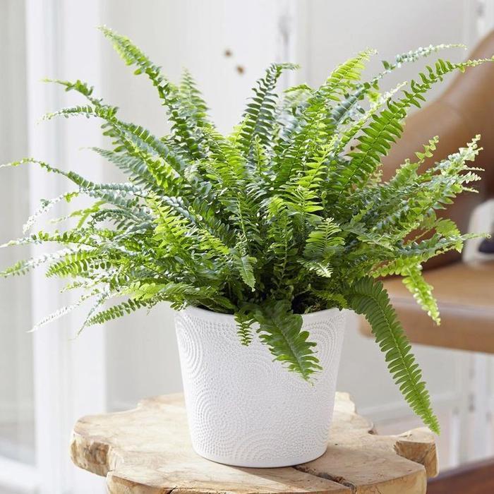 Tanaman Hias Pakis Kelabang - Tanaman Hias Indoor Termurah