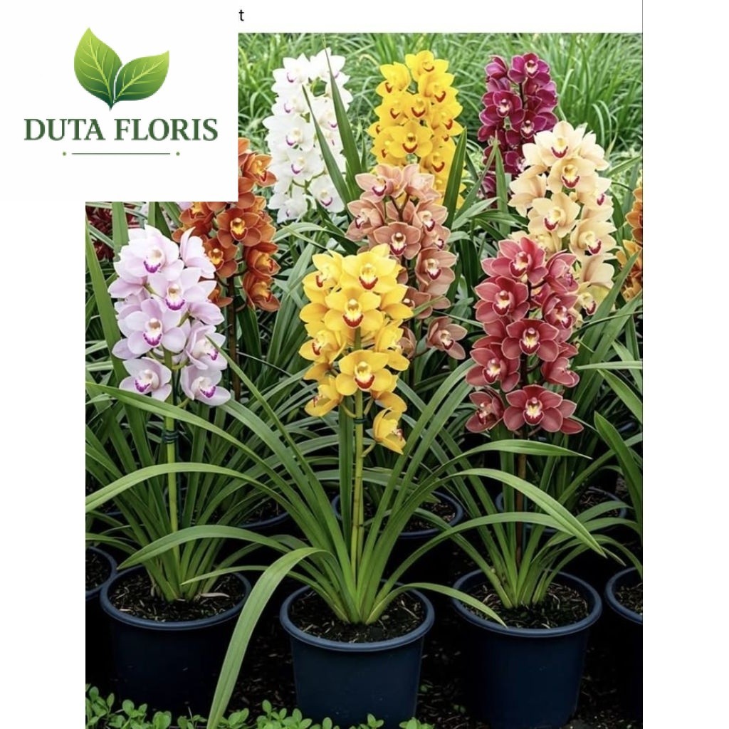 NEW Tanaman Hias Anggrek Tanah Cymbidium- Tanaman bunga hidup Dengan bunga Elegan