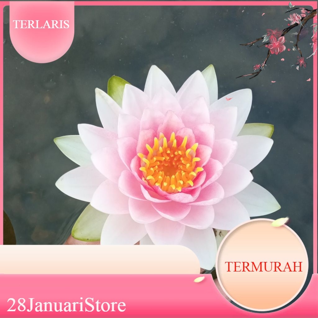 Teratai Hias Aneka Warna Ukuran Small – Tanaman Air Mini untuk Kolam & Aquascape – Lotus Mini Hidro 