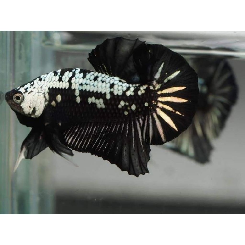 Cupang black samurai jantan/betina plakat