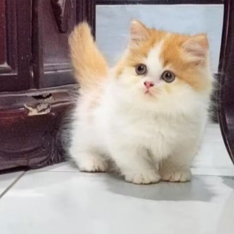 Kucing Cebol Lucu Bicolor Jantan | Kitten Kucing Munchkin Lucu Gemes