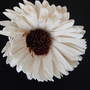 Bunga Sola Wood 6 CM Dried Flower Import / Bunga Klobot - matahari