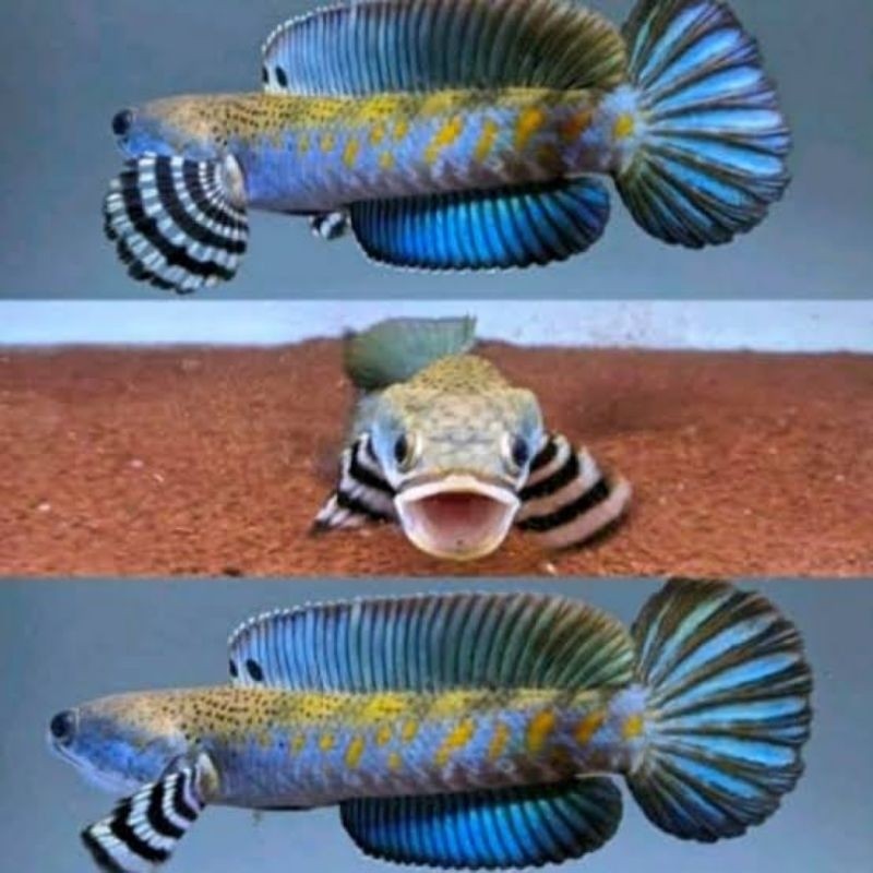 Bp hiyasan aquarium bp blue pulchra 10-12 cm ori | singel tank flaring