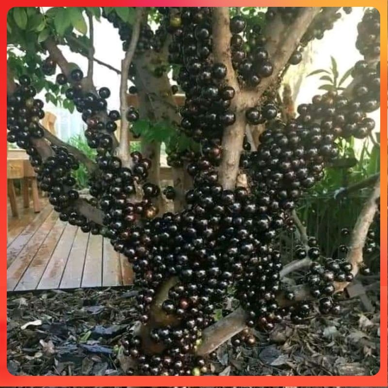 Bibit Buah Anggur Brazil Cepat Berbuah Unggul, Bibit Tanam Buah Anggur Pohon, Anggur Brazil Siap Tan