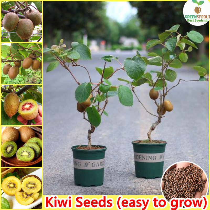 100 seeds/bag Kiwi benih buah buahan (High Germination) Actinidia Bonsai Fruit Tree biji Potted Frui
