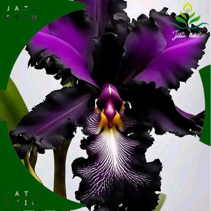 tanaman hias anggrek dendrobium black // anggrek dendrobium siap berbunga// anggrek dendrobium remaj