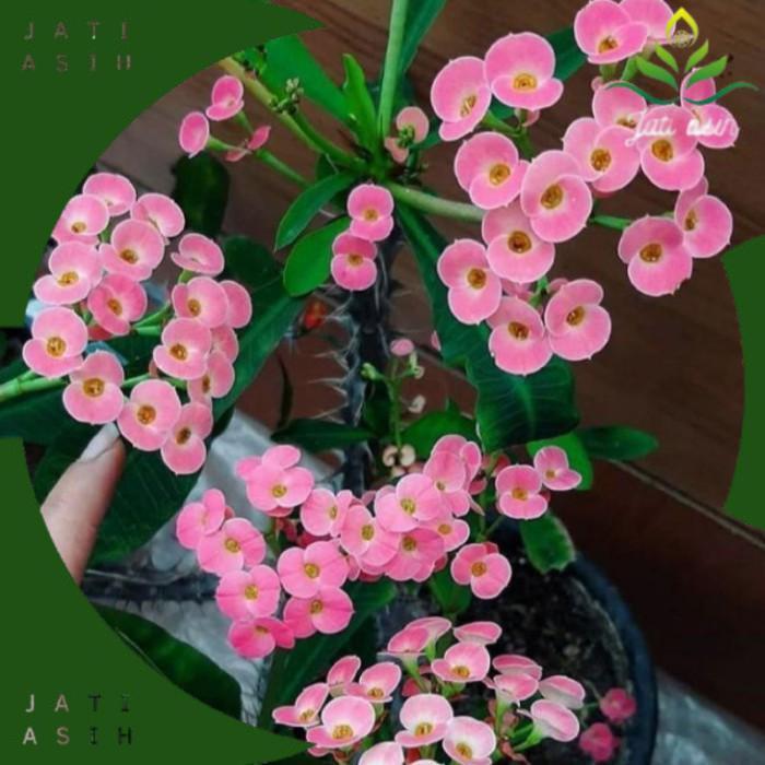 TANAMAN HIAS EUPHORBIA PINK MINI//EUPHORBIA MINI - BUNGA HIAS EPORBIA - BUNGA HIAS HIDUP