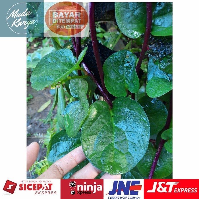 Daun binahong segar / daun binahong merah per daun