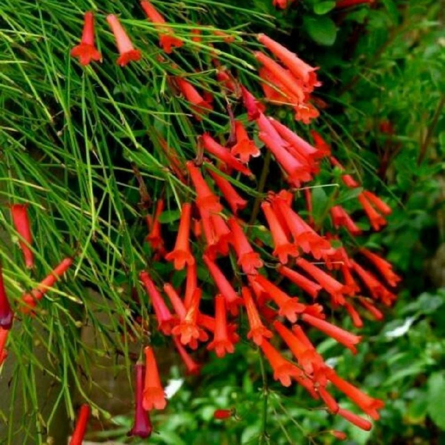 Tanaman Bunga Air Mancur Merah Menjuntai-Tanaman air Mancur Russelia Equisetiformis-Tanaman Pot Gant