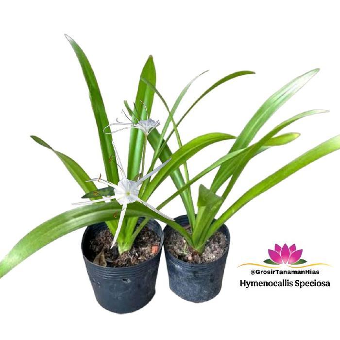 Pohon Bakung Lele / Tanaman Hymenocallis speciosa / Spider Lily
