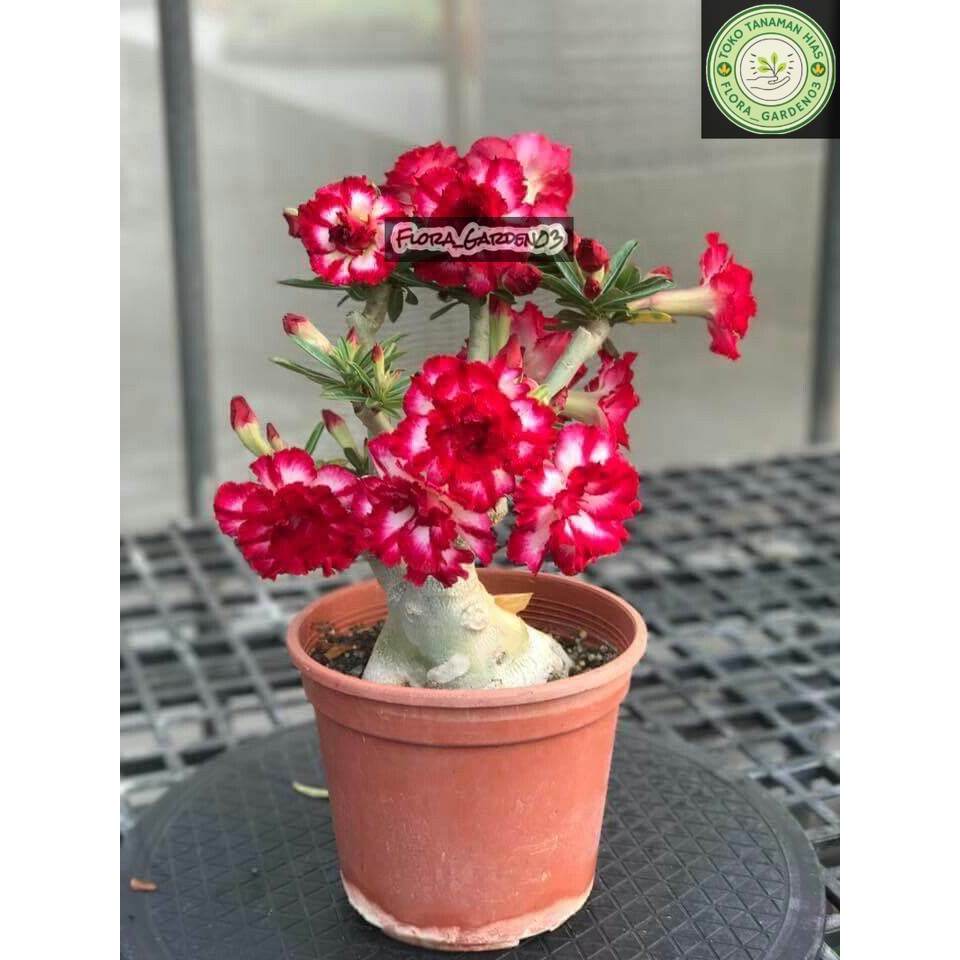 (BISA COD) Adenium bunga tumpuk merah mawar - bibit Adenium Kamboja Jepang bunga jumbo