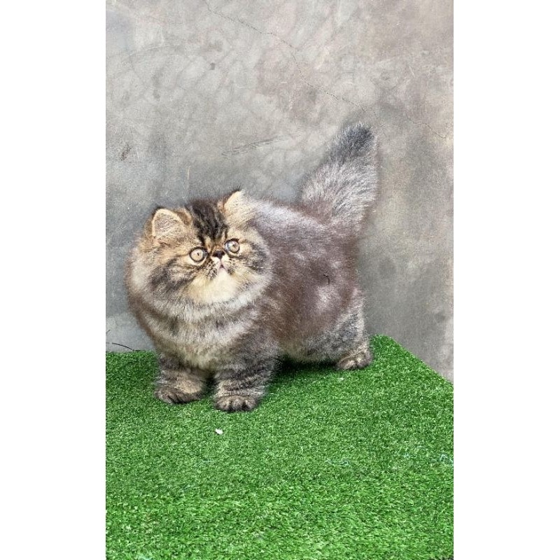 kucing persia peaknose jantan kitten black gradasi