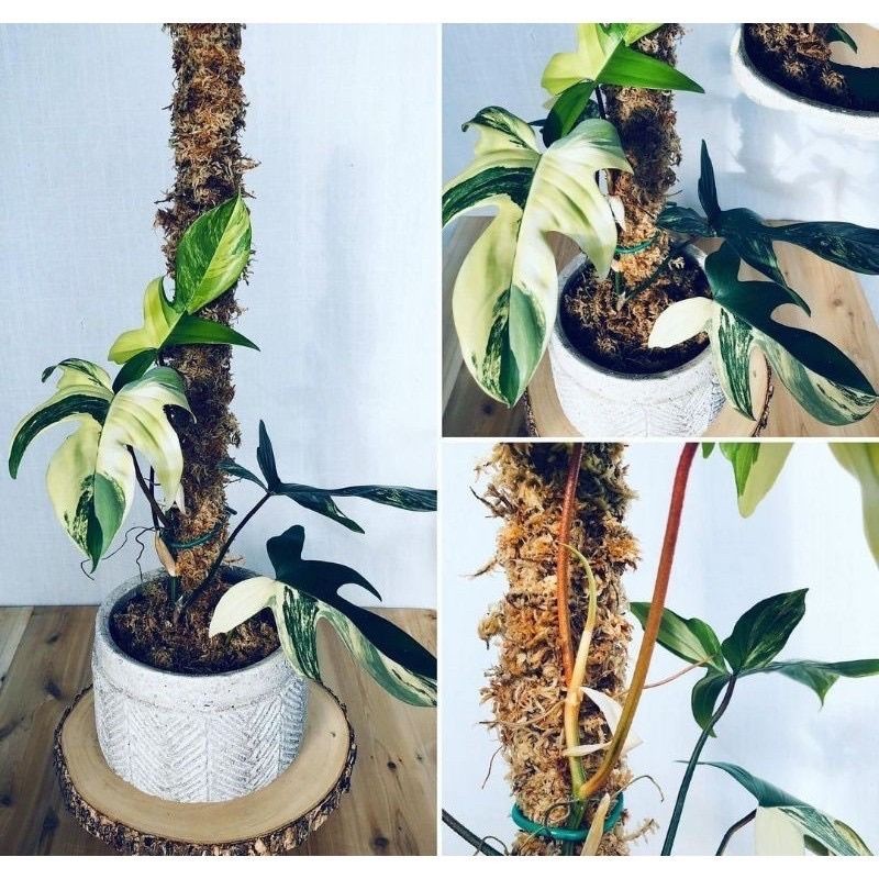 BIBIT TANAMAN HIAS PHILODENDRON FLORIDA BEAUTY VARIGATA/ANAKAN FLORIDA VARIGATA