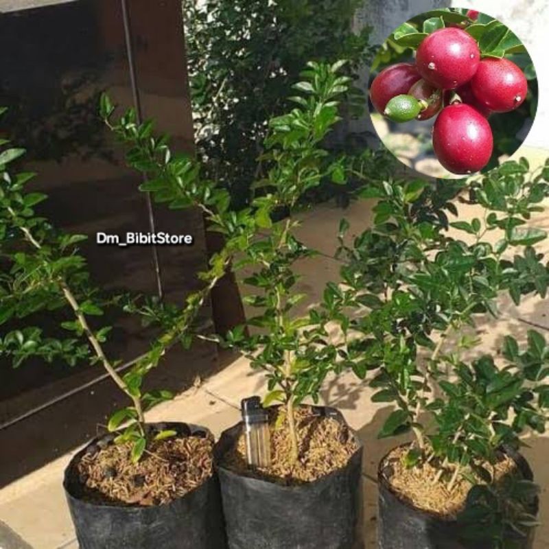 Bibit Jeruk Kingkit Merah Asli | Bibit Jeruk Kimkit Atau Jeruk Kinkit