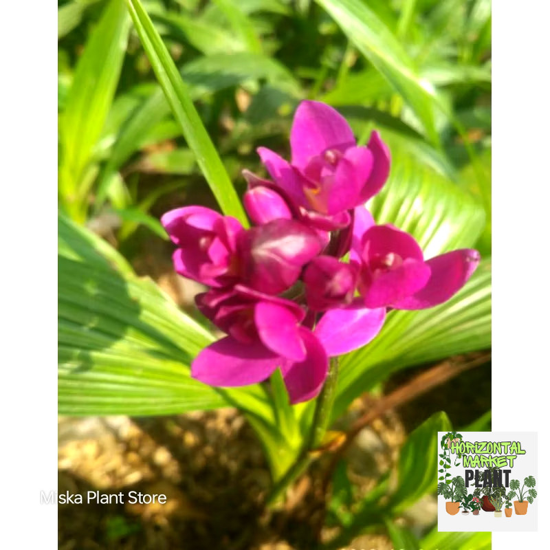 Tanaman Hias Anggrek Tanah Mini Ungu