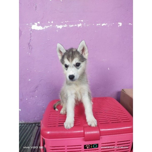 Anjing Husky Betina