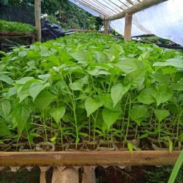 Bibit Cabe Rawit Merah Siap Tanam