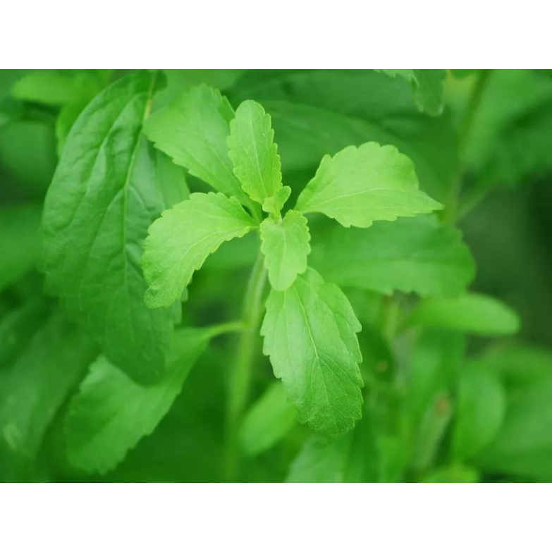 SC Benih stevia pemanis alami