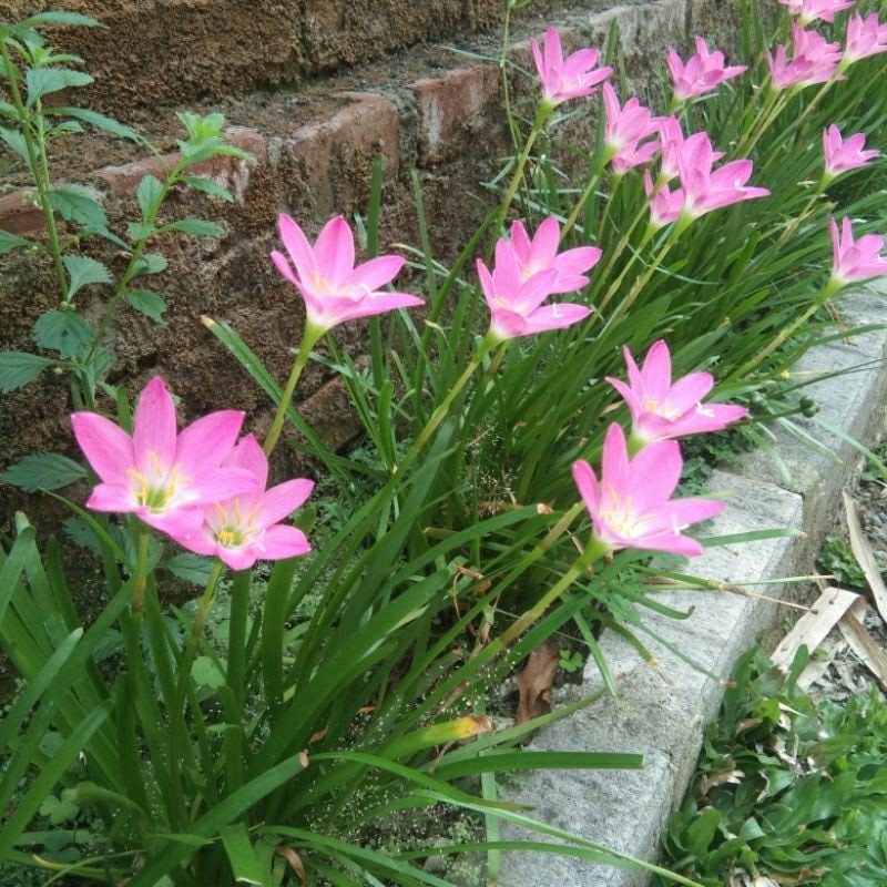 paket 10 bunga lily hujan/rain lily