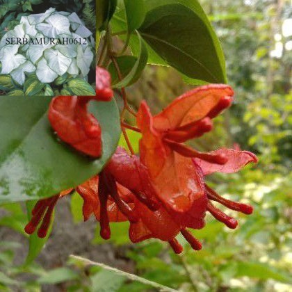 Bugenvil Anggur Orange(bibit)