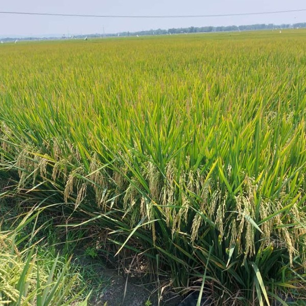 Benih padi inpari 49 jembar 5kg