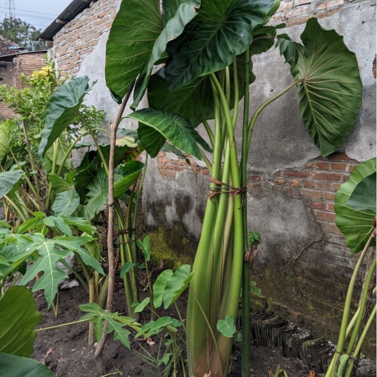 Bibit Talas Taiwan asli Jumbo
