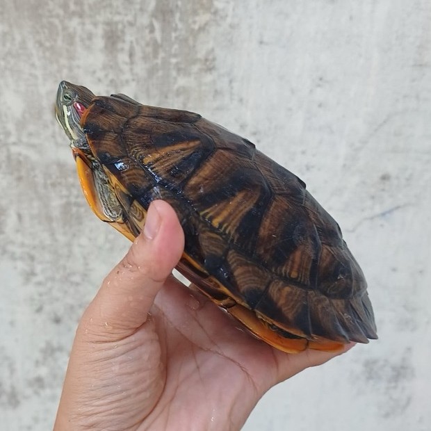 Kura kura Brazil Dewasa hiasan aquarium
