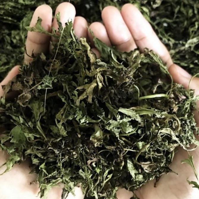 Kenikir Kering Pilihan Daun Kenikir Alami Siap Seduh & Masak, Kaya Antioksidan & Segar