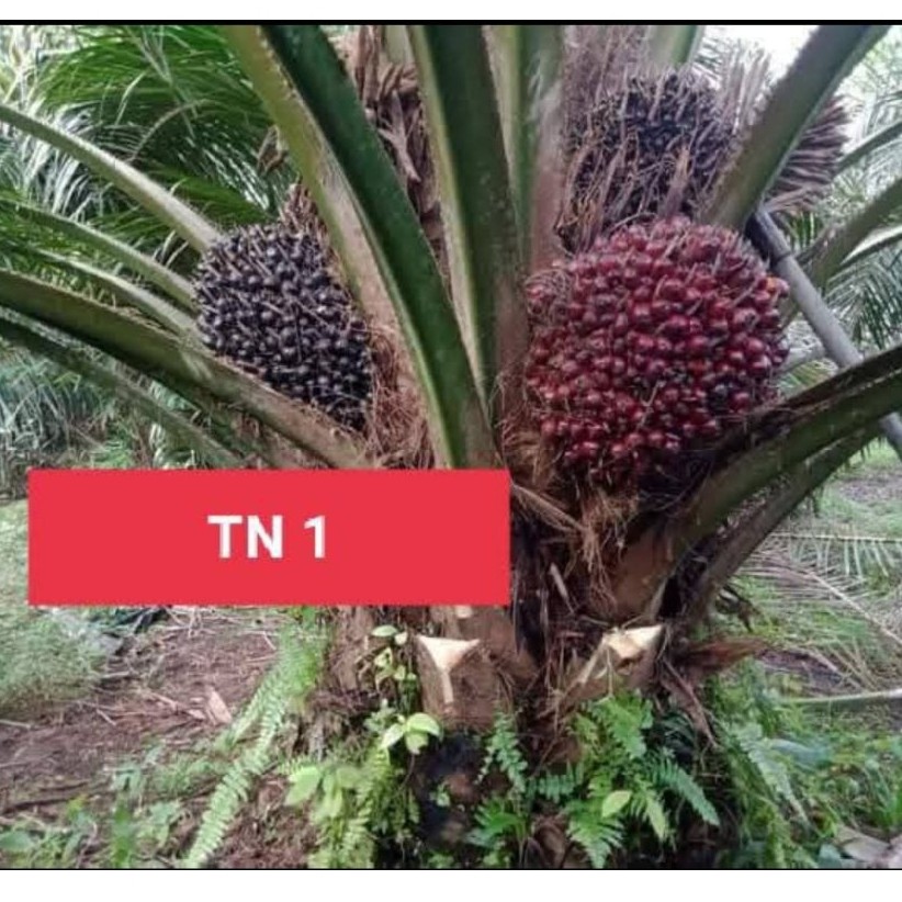 Benih sawit unggul TN1 BERKUALITAS