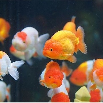 Ikan Hias Koki Ranchu / Ikan Koki Ranchu / Ikan Hias Air Tawar